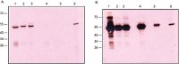 Anti-Rabbit IgG, Native antibody, Mouse monoclonal 