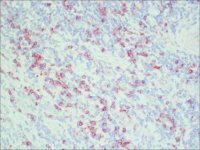 Anti-Rat IgG (whole molecule)Peroxidase antibody produced in rabbit A5795-1ML