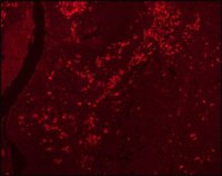 Anti-Rat IgG (whole molecule)TRITC antibody produced in rabbit T5778-2ML