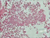 Anti-Rat IgG (whole molecule)�Alkaline Phosphatase antibody produced in rabbit 