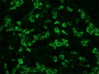 Anti-Rat IgG (whole molecule)�FITC antibody produced in rabbit 
