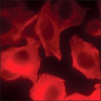 Anti-Sheep IgG (H+L), highly cross-adsorbed, CF� 640R antibody produced in donkey 