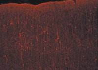 Donkey Anti-Rabbit IgG Antibody, Cy3 conjugate, Species Adsorbed AP182C