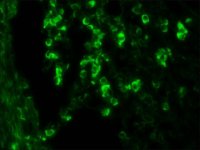 Monoclonal Anti-Goat/Sheep IgGFITC antibody produced in mouse 