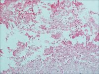 Monoclonal Anti-Goat/Sheep IgG�Alkaline Phosphatase antibody produced in mouse 