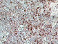 Monoclonal Anti-Goat/Sheep IgG�Peroxidase antibody produced in mouse 