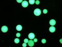 Monoclonal Anti-Human IgG (Fc specific)FITC antibody produced in mouse 