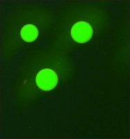 Monoclonal Anti-Human IgG3FITC antibody produced in mouse 