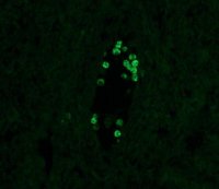 Monoclonal Anti-Human IgG4FITC antibody produced in mouse 