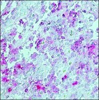 Monoclonal Anti-Rabbit IgG (-chain specific)Alkaline Phosphatase antibody produced in mouse 