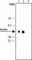 Monoclonal Anti-Rabbit IgG, NativePeroxidase antibody produced in mouse 