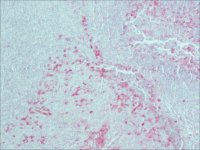 Monoclonal Anti-Rabbit ImmunoglobulinsAlkaline Phosphatase antibody produced in mouse 