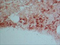 Monoclonal Anti-Rabbit Immunoglobulins�Biotin antibody produced in mouse 