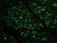 Monoclonal Anti-Rabbit Immunoglobulins�FITC antibody produced in mouse 