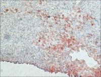 Monoclonal Anti-Rabbit Immunoglobulins�Peroxidase antibody produced in mouse 