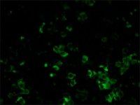 Monoclonal Anti-Rat Kappa &amp; Lambda Light ChainsFITC antibody produced in mouse 