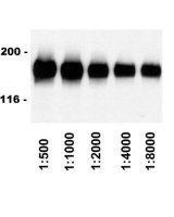 Rabbit Anti-Sheep IgG Antibody, HRP conjugate 12-342