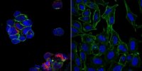 Sheep Anti-Human IgG Antibody, Cy5 conjugate AC112S
