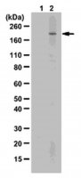 Sheep Anti-Human IgM, (Fc) Antibody AP512