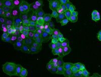 Sheep Anti-Mouse IgG Antibody, Species absorbed, Cy5 Conjugate AC111S