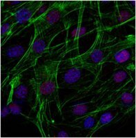 Sheep Anti-Rabbit IgG Antibody, Cy3 conjugate AP510C