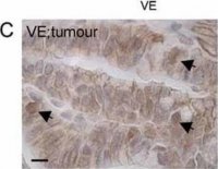 Anti--Catenin antibody produced in rabbit 