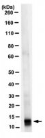 Anti-4EBP2 Antibody, clone 16D9.1