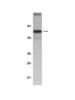 Anti-AIF (Apoptosis Inducing Factor) Antibody 