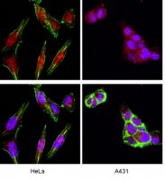 Anti-Akt/PKB Antibody, PH Domain, clone SKB1 