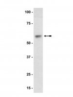 Anti-Akt1/PKB Antibody 