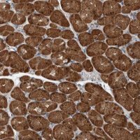 Anti-ALAD antibody produced in rabbit 
