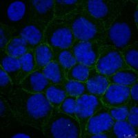 Anti-Alpha-Catenin Antibody, clone 1G5 