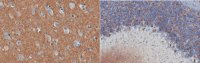 Anti-alpha-Synuclein 