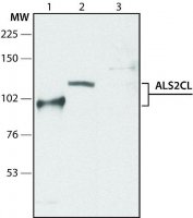 Anti-ALS2CL (N-terminal region) antibody produced in rabbit 