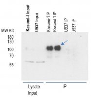 Anti-AML1-ETO 