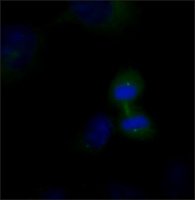 Anti-AMSH/STAMBP antibody produced in rabbit 