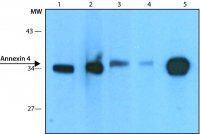 Anti-Annexin 4 antibody,Mouse monoclonal 