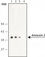 Anti-Annexin I antibody,Mouse monoclonal 