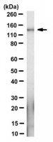 Anti-Apaf-1 Antibody, clone 13F11 