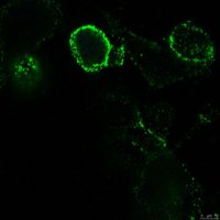 Anti-APN/CD13 Antibody, clone DF-5 