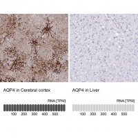 Anti-AQP4 antibody produced in rabbit 