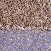 Anti-AQP4 antibody produced in rabbit 