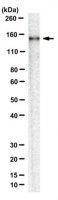 Anti-AsCpf1 Antibody, clone 3D3-F7 