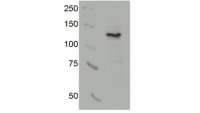 Anti-AsCpf1 Antibody, clone 3D3-F7 