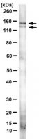 Anti-Astrin Antibody, clone C-1 