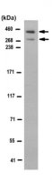 Anti-ATBF1 Antibody, clone 5A1.1 
