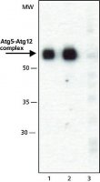 Anti-ATG5 (C-terminal) antibody produced in rabbit 