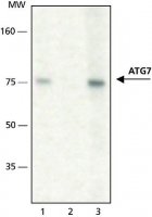 Anti-ATG7 antibody produced in rabbit 