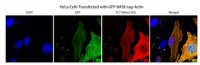 Anti-BASE-tag Antibody, clone 7C7 