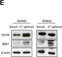 Anti-Bmi-1 Antibody, clone F6 